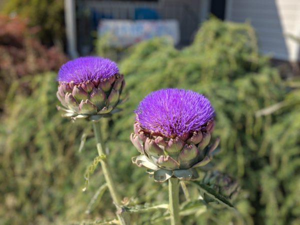 Artichokes