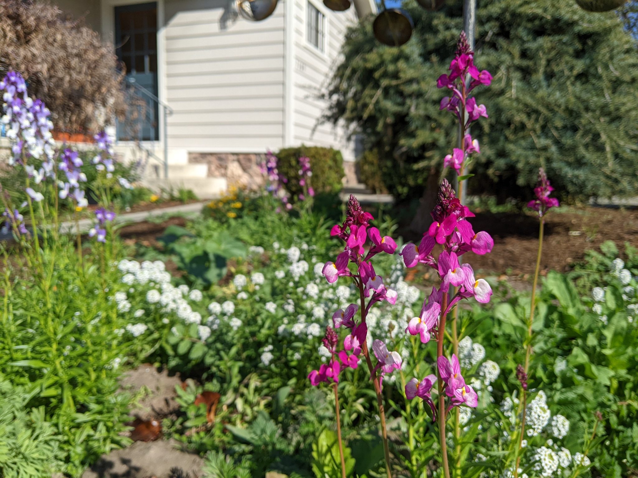 » Blog Archive » Winter Wildflowers!